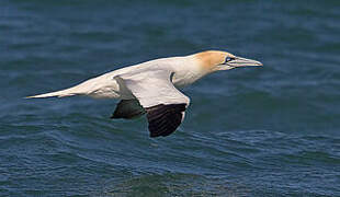 Northern Gannet