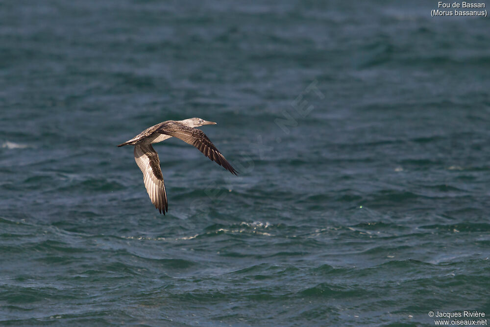 Northern Gannetimmature, Flight