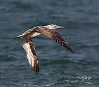 Northern Gannet