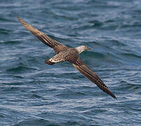 Northern Gannet