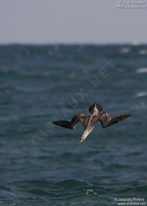 Northern Gannetimmature, identification, Flight, fishing/hunting