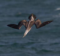 Northern Gannet