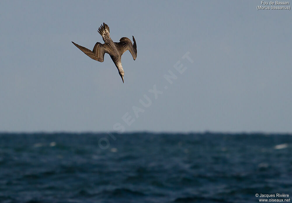 Northern Gannetimmature, identification, Flight, fishing/hunting