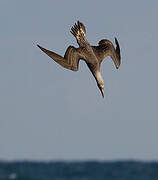 Northern Gannet