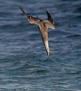 Northern Gannet