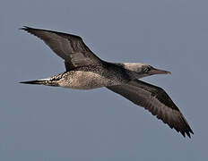 Northern Gannet