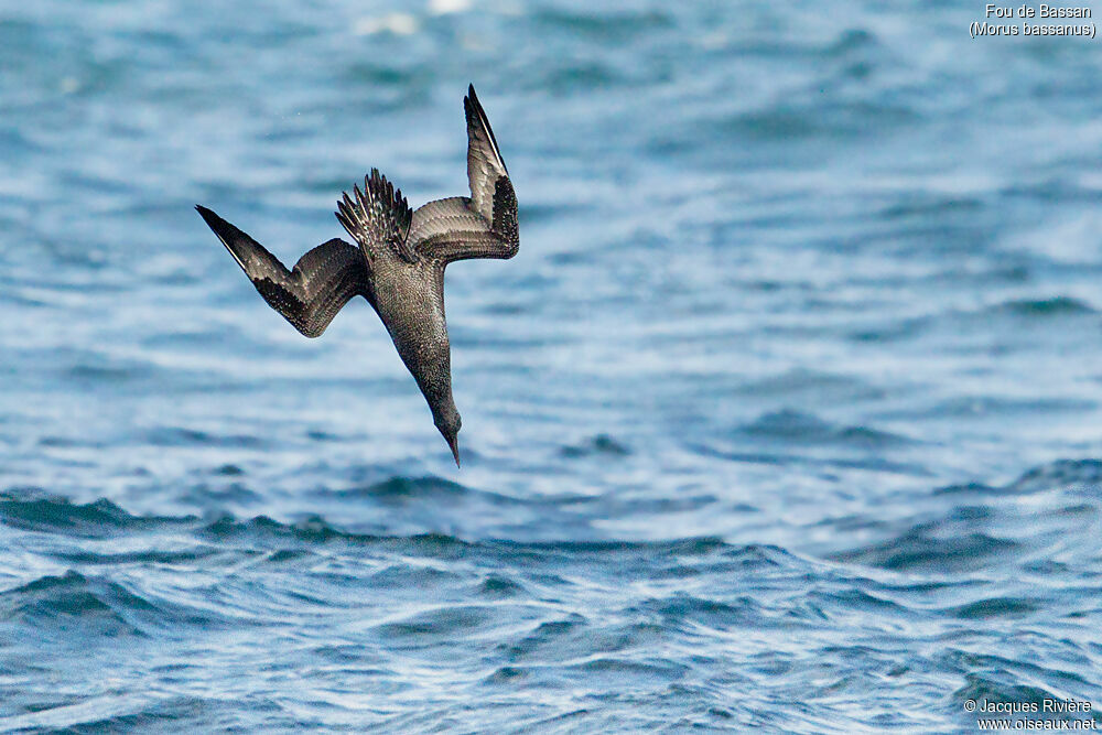 Fou de Bassanimmature, identification, Vol, pêche/chasse