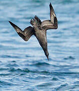 Northern Gannet