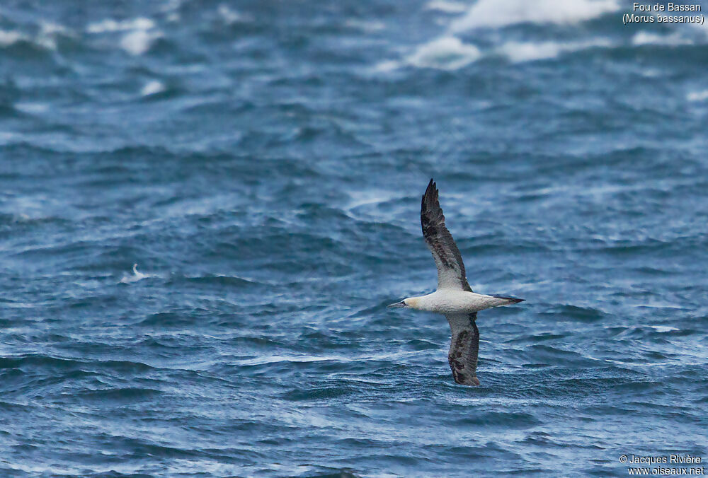 Northern Gannetsubadult, Flight