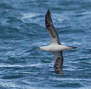 Northern Gannet