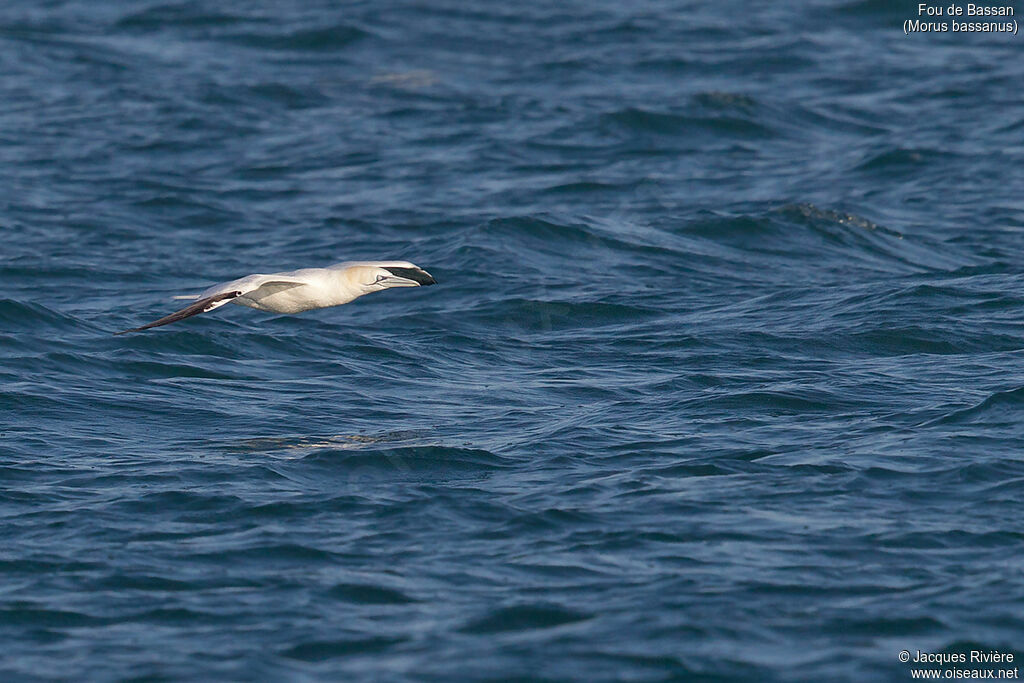 Northern Gannet, Flight