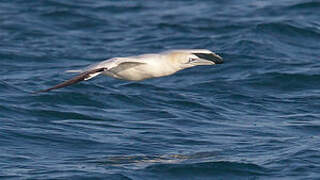 Northern Gannet