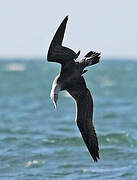 Northern Gannet