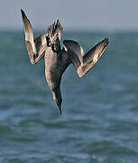 Northern Gannet