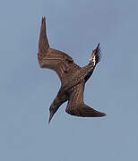 Northern Gannet