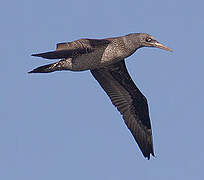 Northern Gannet