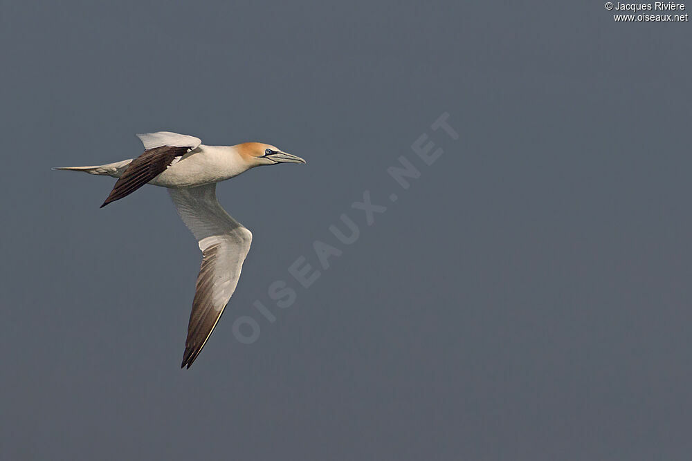 Northern Gannetadult breeding, Flight