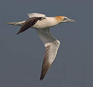 Northern Gannet