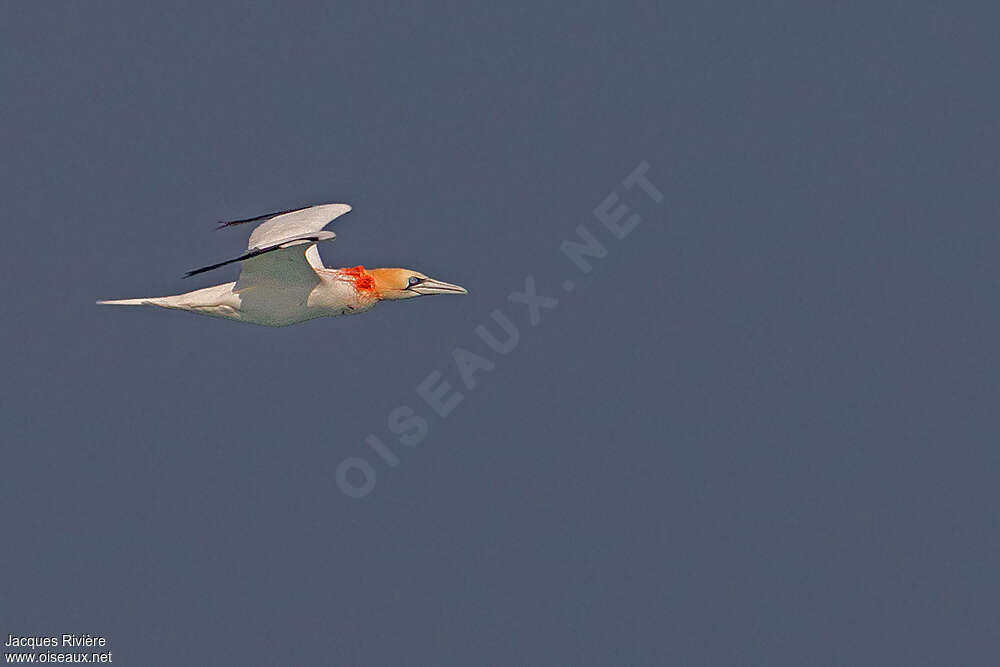 Northern Gannetadult breeding, Flight