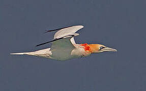 Northern Gannet