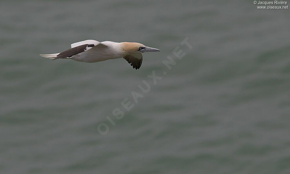 Northern Gannetadult breeding, Flight