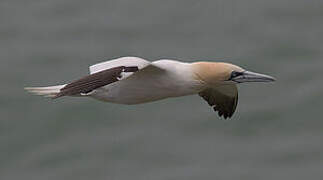 Northern Gannet