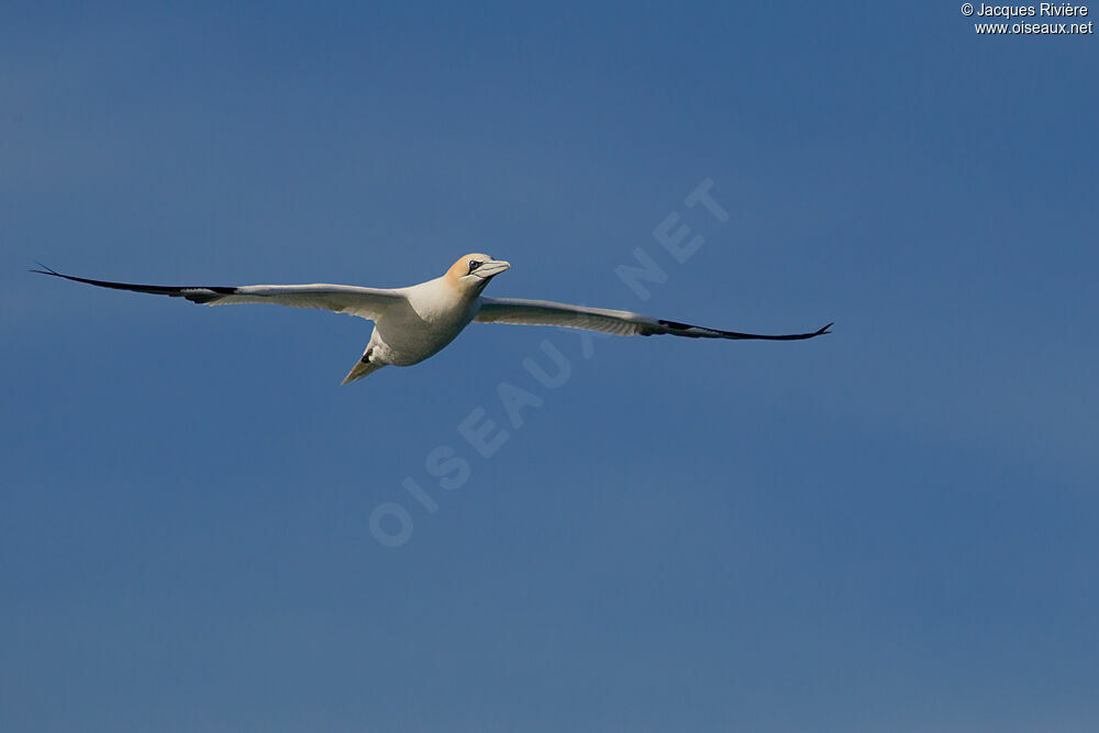 Northern Gannetadult breeding, Flight