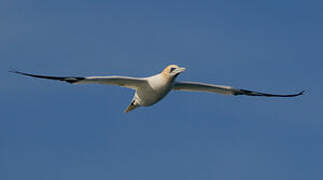 Northern Gannet