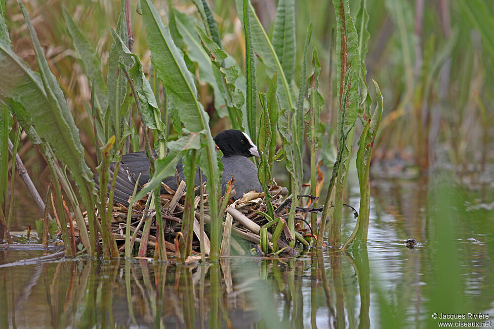 Foulque macrouleadulte nuptial, Nidification