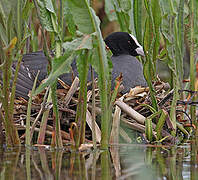 Eurasian Coot