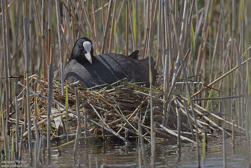 Eurasian Cootadult, pigmentation, Reproduction-nesting, Behaviour