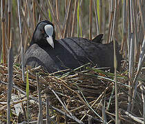 Eurasian Coot