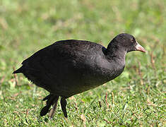 Eurasian Coot