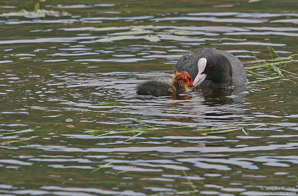 Foulque macroulejuvénile