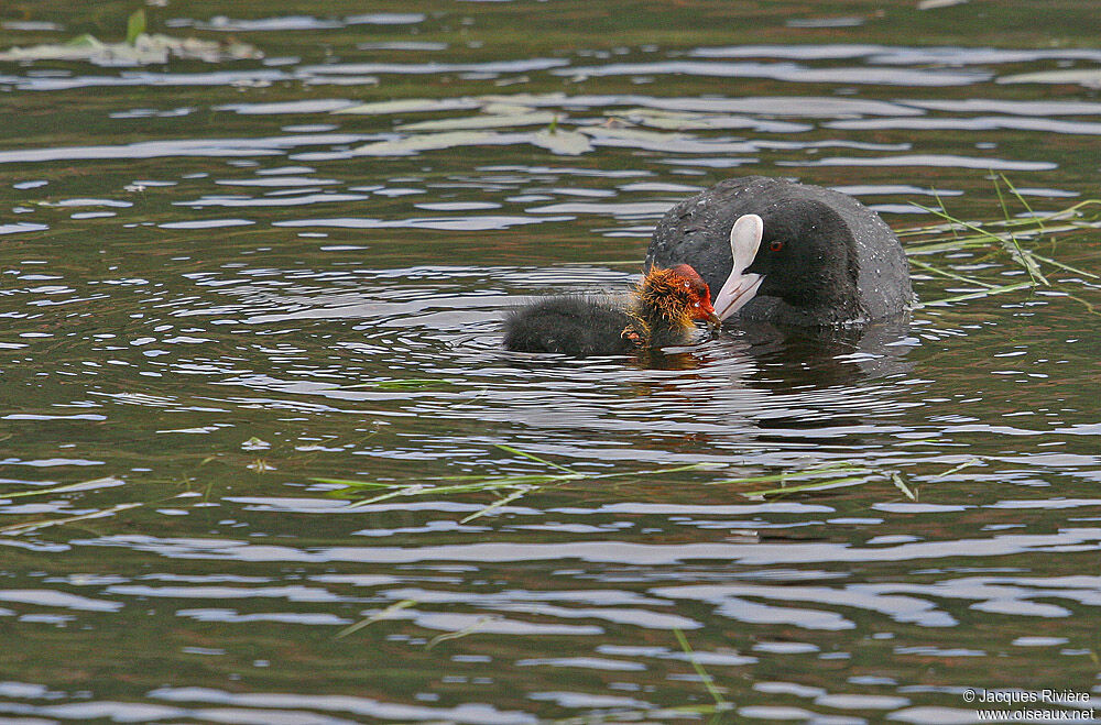 Foulque macroulejuvénile