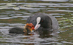 Eurasian Coot