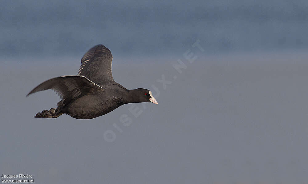 Eurasian Cootadult, Flight