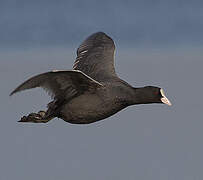 Eurasian Coot