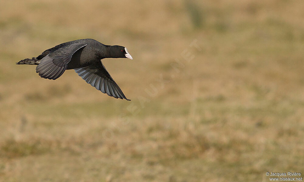 Eurasian Cootadult post breeding, Flight