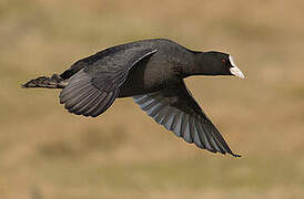 Eurasian Coot