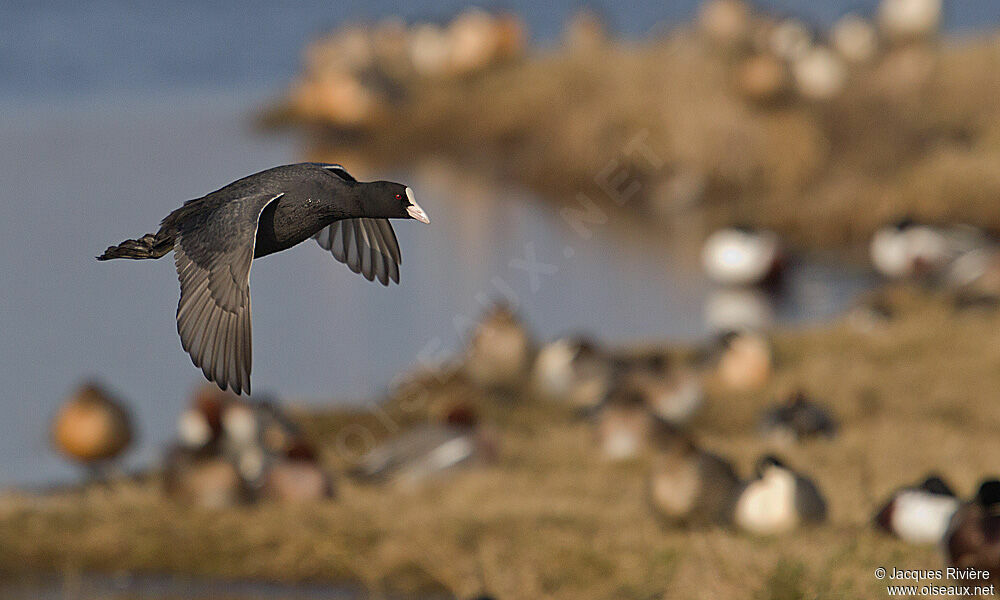 Eurasian Cootadult post breeding, Flight