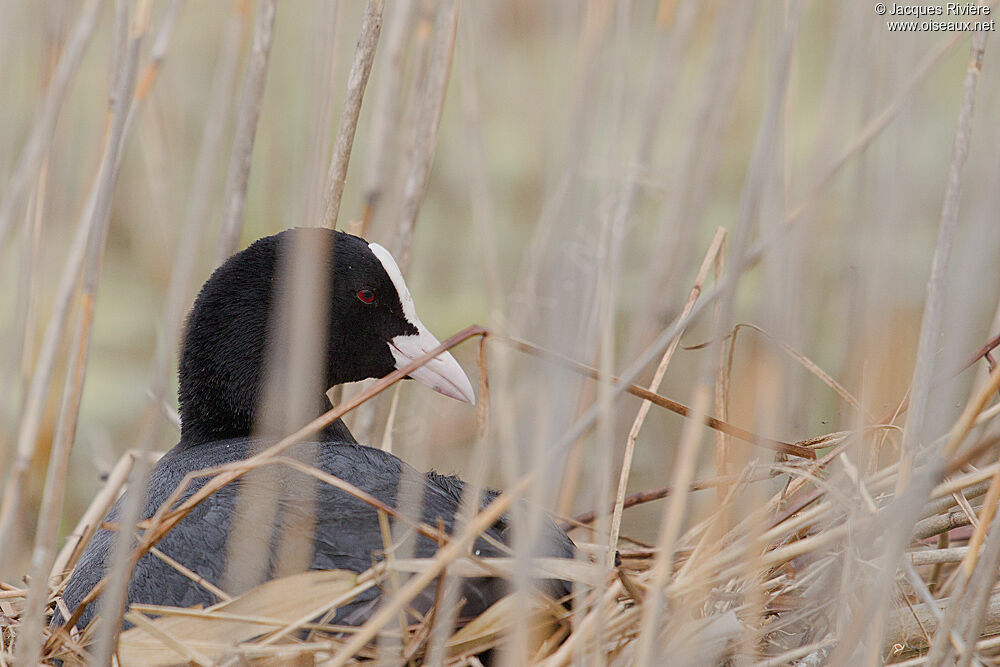 Eurasian Cootadult breeding, Reproduction-nesting