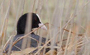 Eurasian Coot