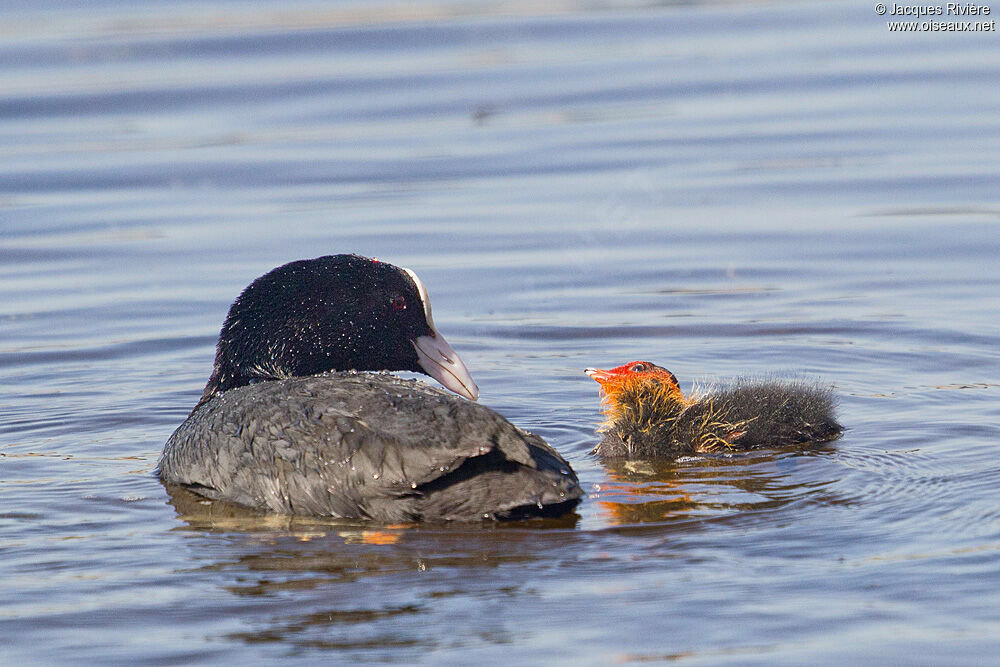 Foulque macroulejuvénile, Nidification