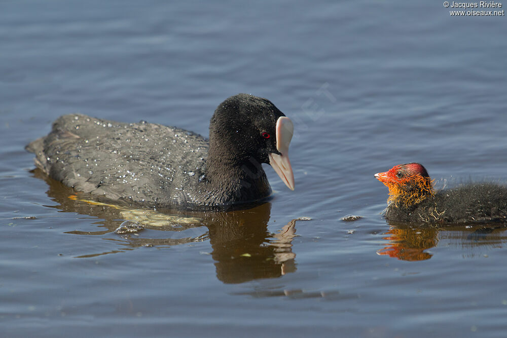 Foulque macroulejuvénile, Nidification