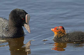 Eurasian Coot