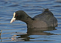 Eurasian Coot