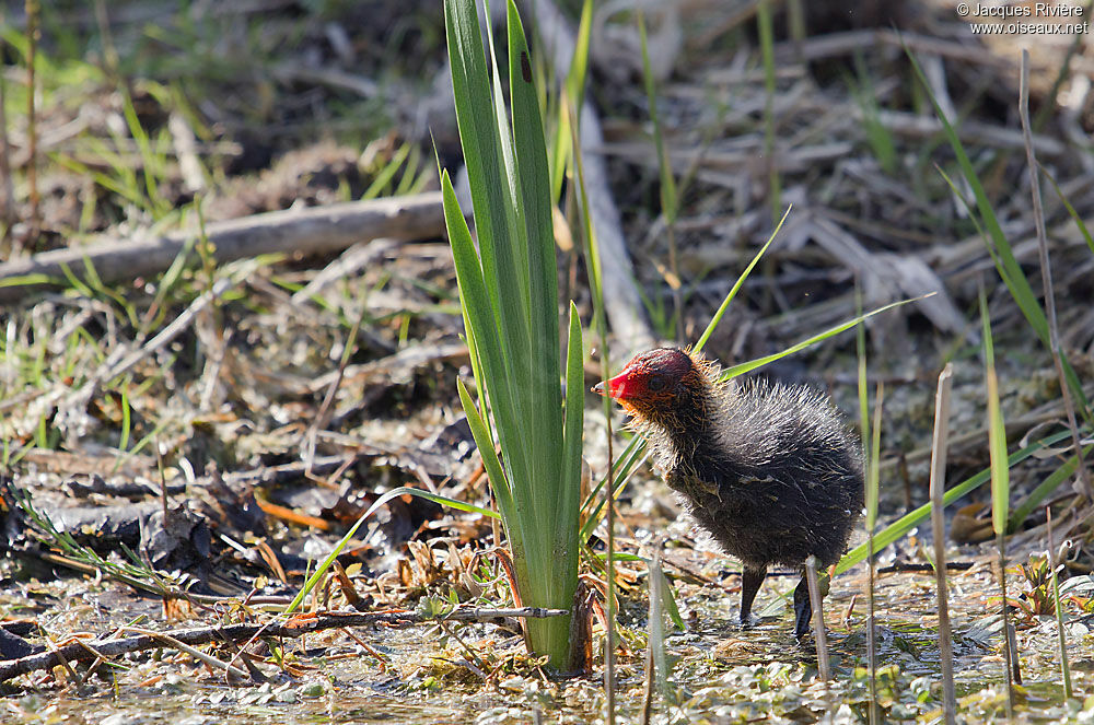 Eurasian Cootjuvenile, Reproduction-nesting