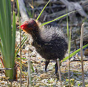 Eurasian Coot