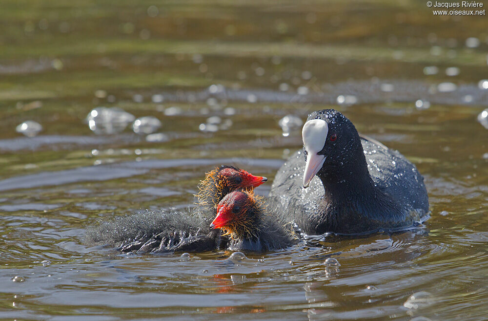 Foulque macroulejuvénile, Nidification